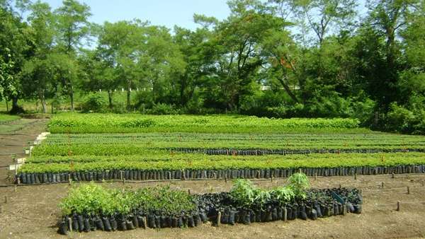 Plantar por un futuro ambiental. Foto: Archivo de Radio Maboas.