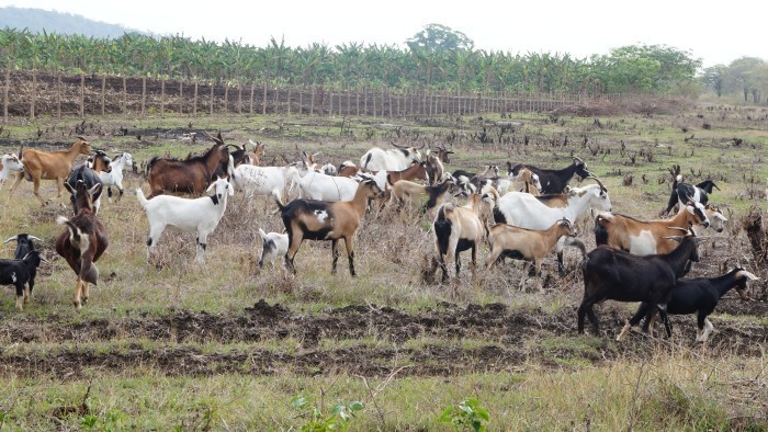 Grupo Nacional de la Agricultura Urbana, Suburbana y Familiar, evalúa de bien al municipio de Amancio. Fotos: Bárbara Borrás Aguilar