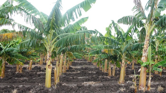 Grupo Nacional de la Agricultura Urbana, Suburbana y Familiar, evalúa de bien al municipio de Amancio. Fotos: Bárbara Borrás Aguilar