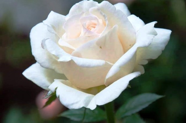 Regalo para el Día de las madres