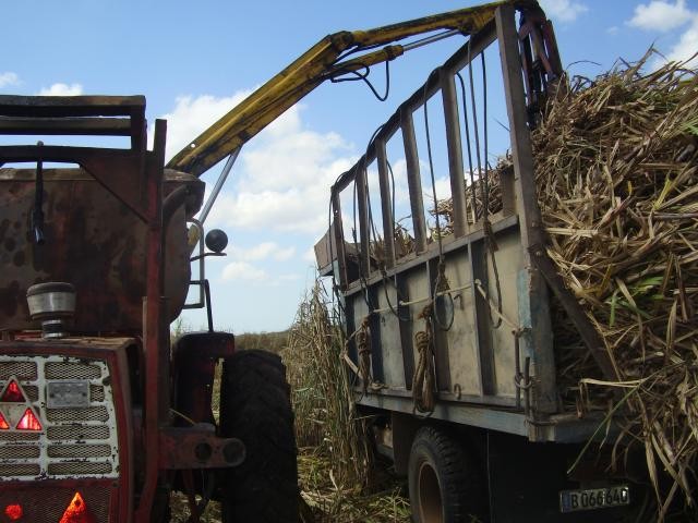 Zafra azucarera en Amancio